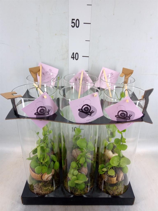 <h4>Arr.  Dischidia</h4>