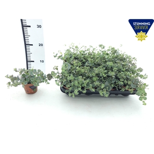 SEDUM SIEBOLDII