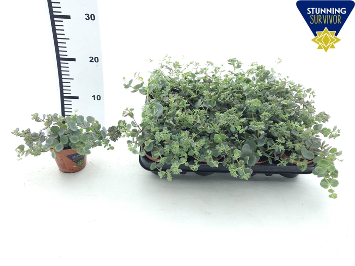 <h4>SEDUM SIEBOLDII</h4>