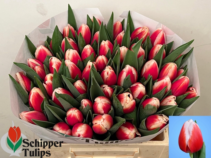 <h4>TU EN OUTFIT</h4>