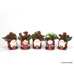 KALANCHOE BLOSSF KERST P6 E 2331