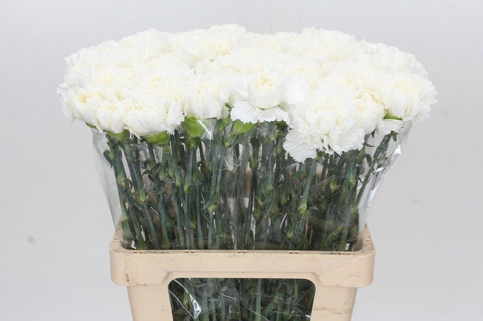 <h4>Dianthus St Holly</h4>