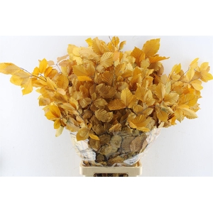 Beuk Beech Stab. Yellow