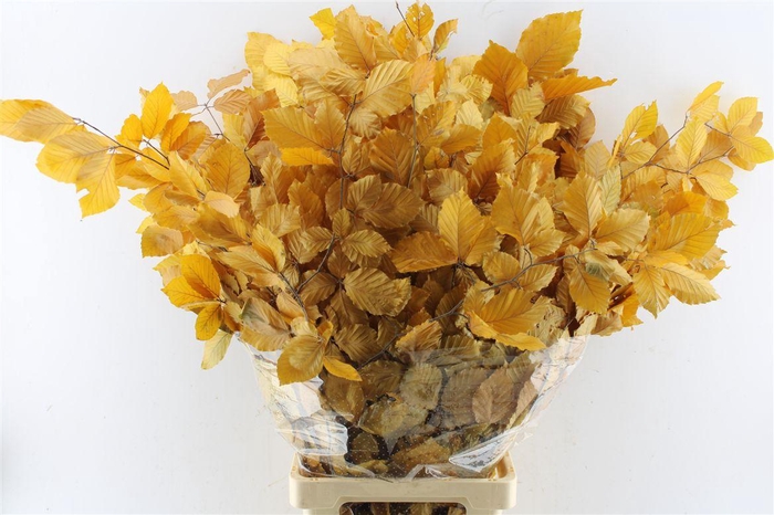<h4>Beuk Beech Stab. Yellow</h4>