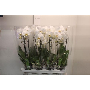 ** Phal El Cascade1 Branche 6+ 55cm * Spring Deal