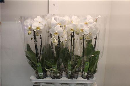 <h4>** Phal El Cascade1 Branche 6+ 55cm * Spring Deal</h4>