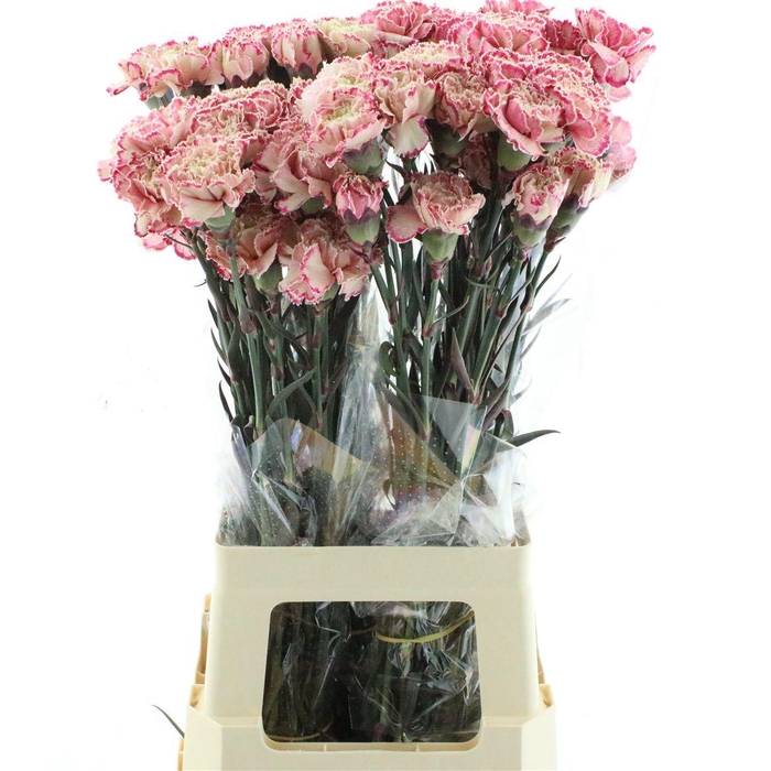 <h4>Di St Col Klb Coral Crush (cct037)</h4>