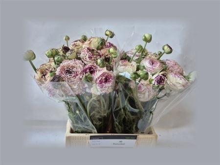 <h4>Ran Aazur White Str</h4>