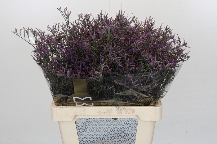 <h4>Limonium Safora Dark Blue</h4>