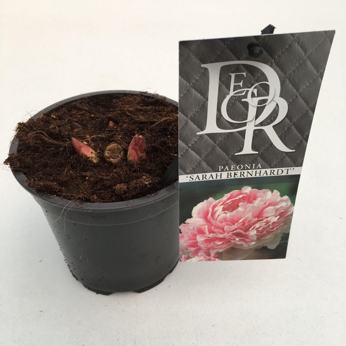 <h4>Paeonia 'Sarah Bernhardt'</h4>