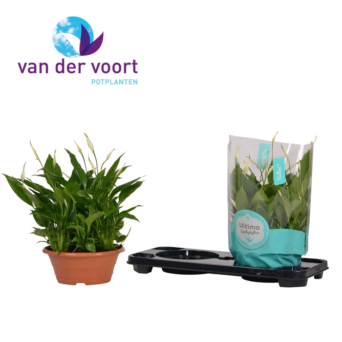 <h4>Spathiphyllum 23 cm Bellini schaal ultimo</h4>