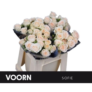 Rosa spray sofie