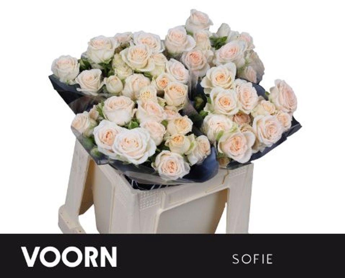 <h4>Rosa spray sofie</h4>