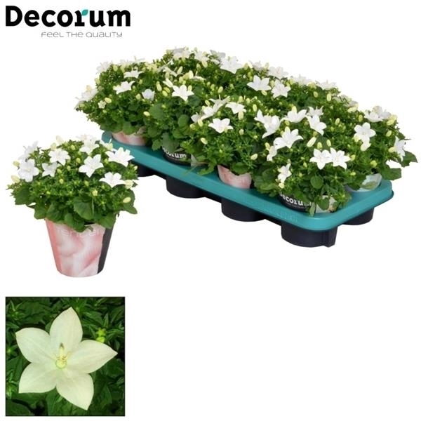 <h4>Campanula iso Atlanta Tender</h4>