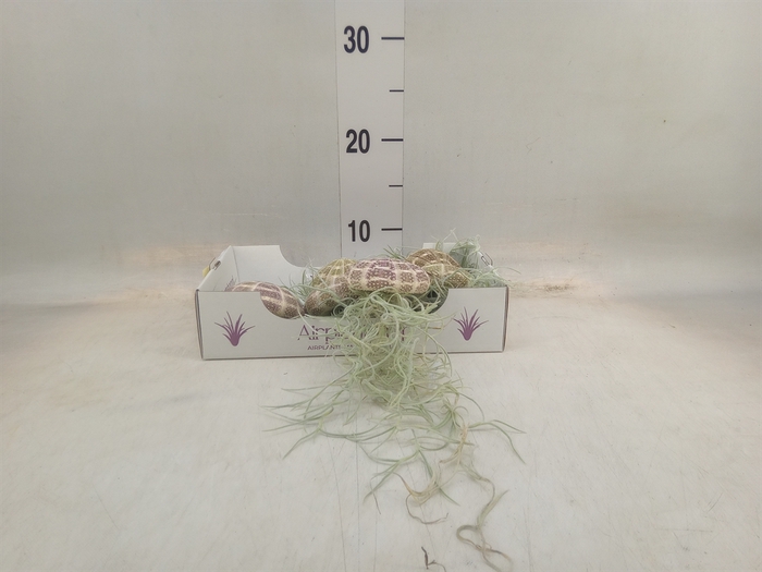 <h4>Tillandsia usneoides</h4>