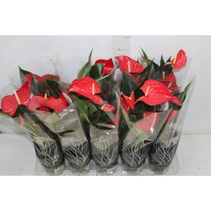 ANTHURIUM P12 VERMELHO