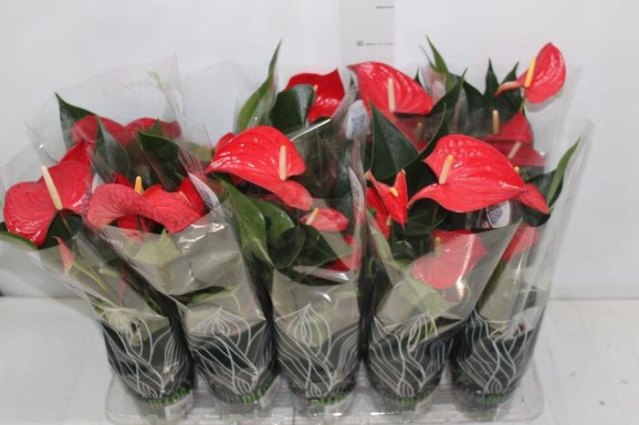 <h4>ANTHURIUM P12 VERMELHO</h4>