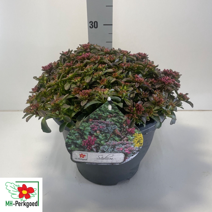<h4>SEDUM SPU SPOT D ROS</h4>