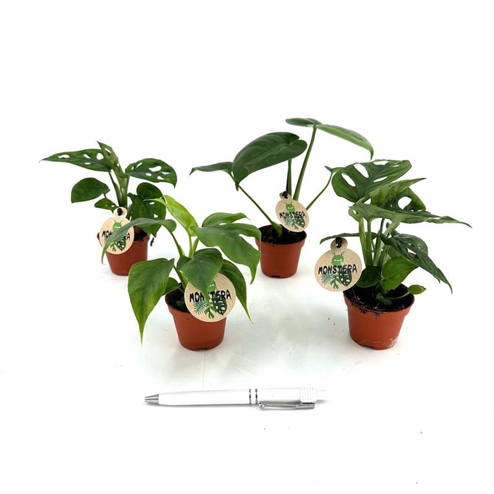 <h4>MONSTERA HYBRID P6 MIX</h4>