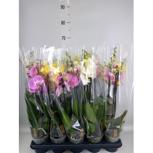 Phalaenopsis   ...mix  5