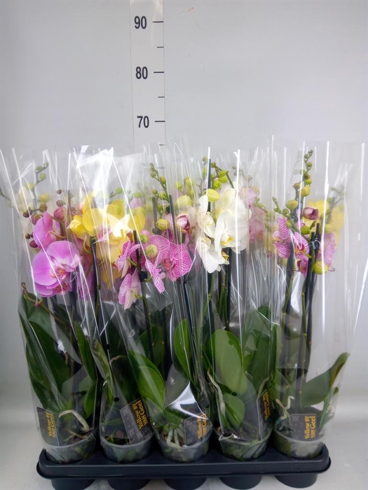 <h4>Phalaenopsis   ...mix  5</h4>