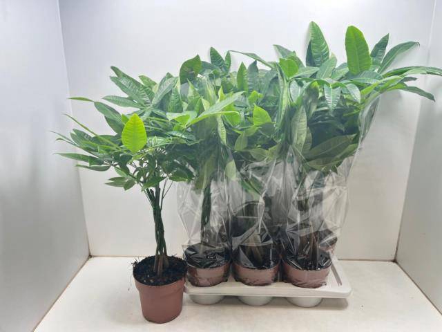 <h4>PACHIRA AQUATICA</h4>
