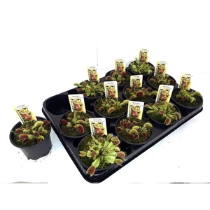 DIONAEA MUSCIPULA