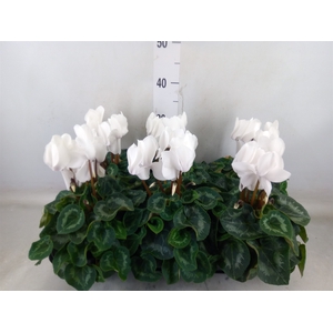 Cyclamen GR 'Leopardo'