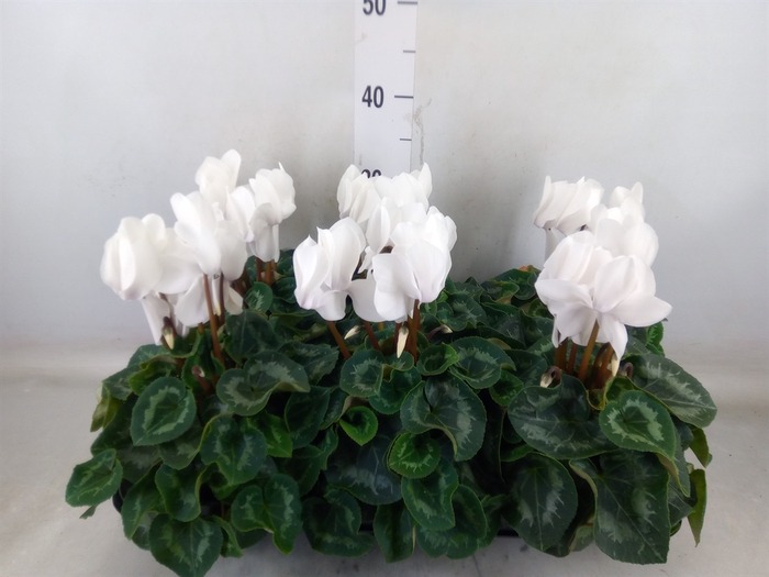 <h4>Cyclamen GR 'Leopardo'</h4>
