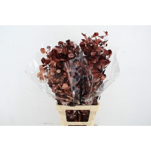 DF Lunaria Bs Brown