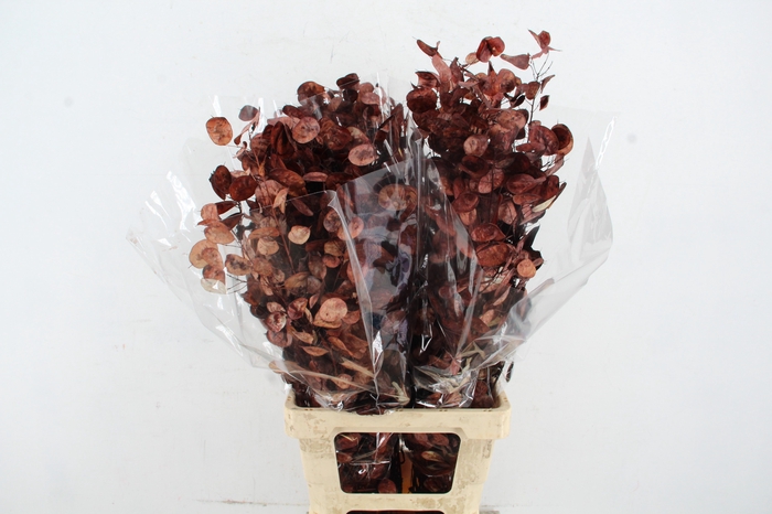 <h4>DF Lunaria Bs Brown</h4>