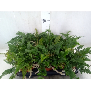 Humata tyermannii
