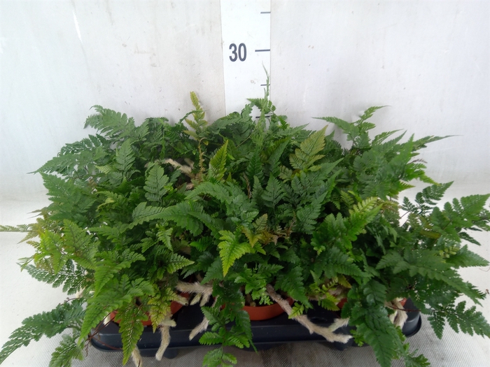 <h4>Humata tyermannii</h4>
