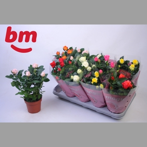 RO B MONDE GEM 6 SRT