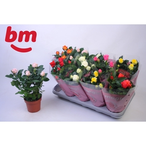 RO B MONDE GEM 6 SRT
