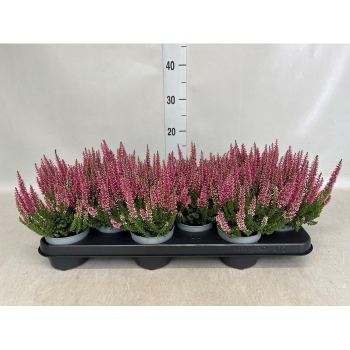 <h4>Calluna vulg. 'Beauty L Sanne'</h4>