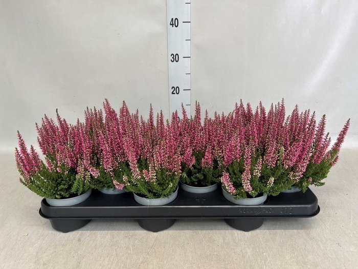Calluna vulg. 'Beauty L Sanne'