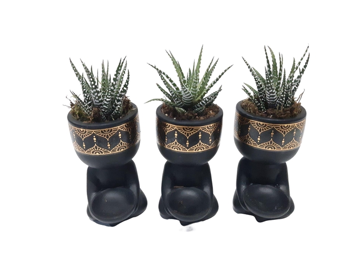 <h4>Arr. Kamerplant Groen L%</h4>