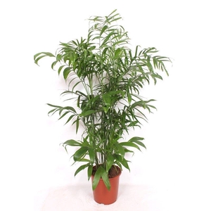 Chamaedorea Seifrizii