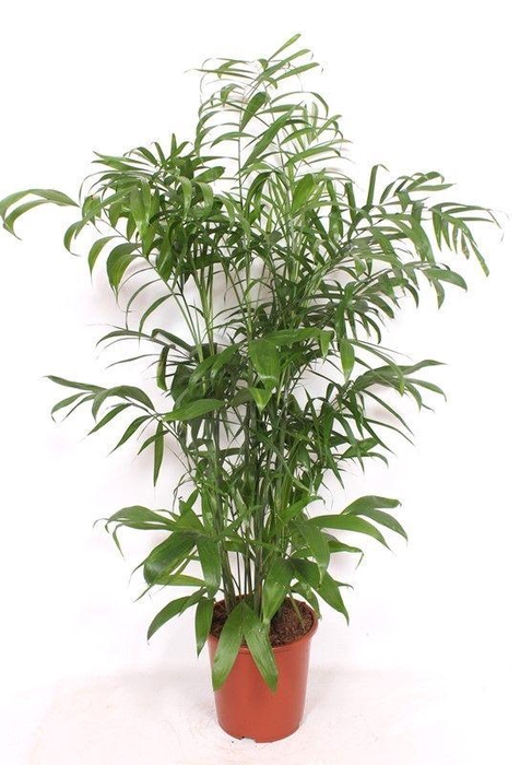 <h4>Chamaedorea Seifrizii</h4>