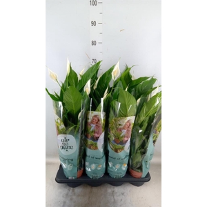 Spathiphyllum  'Sweet Chico'