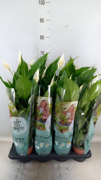 <h4>Spathiphyllum 'Sweet Chico'</h4>