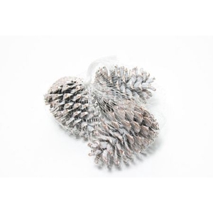 Pinecone Maritima 15 Pcs L10