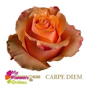 R Gr Carpe Diem+ Bicolor 60cm EC