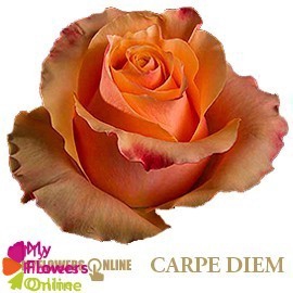 <h4>R Gr Carpe Diem+ Bicolor 60cm EC</h4>