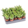 Crassula Overig mini Hobbit, CR5012
