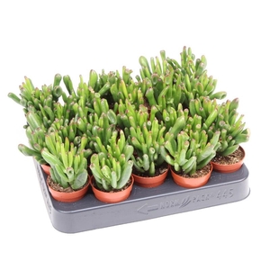 Crassula Overig mini Hobbit, CR5012