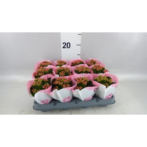 Kalanchoe  'RoseFlow Katie'