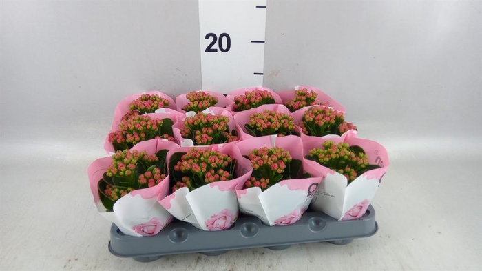 <h4>Kalanchoe  'RoseFlow Katie'</h4>
