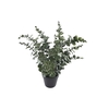 Eucalyptus Plant In Pot PP550027GRN